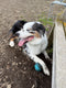 files/dirty-doggie-happy-doggie-v0-4f8gi8tyv8dg1.jpg