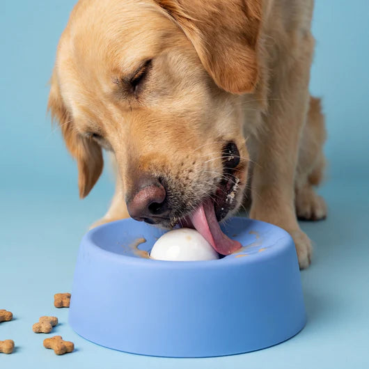 The anxiety bowl that saves your home not just your nerves